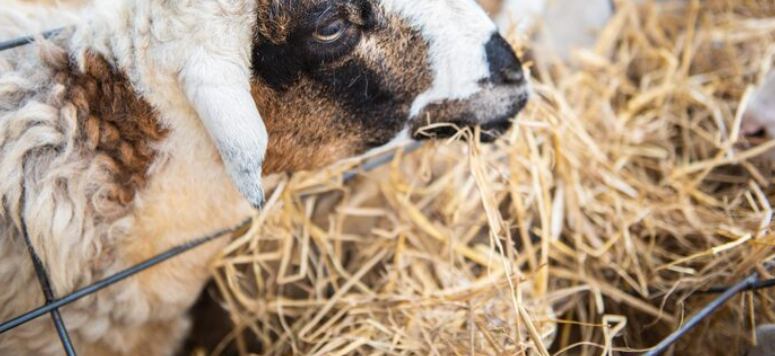 علف حليب أغنام