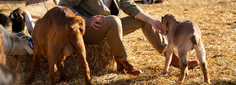 توريد الحبوب بالجملة